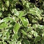 Pittosporum tenuifolium List