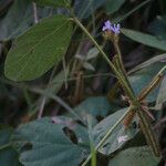 Calopogonium mucunoides Ostatní