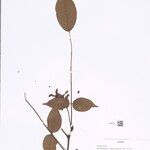 Dalbergia florifera Други