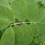 Senna macranthera Leaf