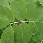 Senna macranthera Hoja