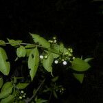 Chiococca alba Meyve