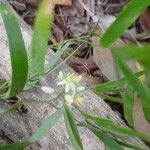 Geitonoplesium cymosum Hábito