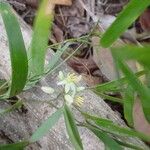 Geitonoplesium cymosum Habit