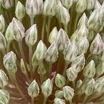 Allium polyanthum Цвят