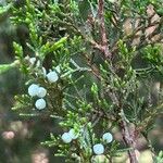 Juniperus virginiana বাকল