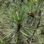 Pinus resinosa Blad