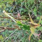 Oenothera parvifloraΛουλούδι