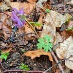 Corydalis solida Hoja