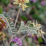 Astragalus miguelensis Hábito