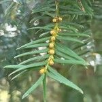 Taxus brevifolia Fruto