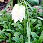 Fritillaria meleagris 花