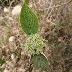 Viburnum lantana برگ