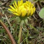 Taraxacum multidentatum Flower