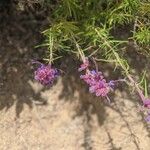 Trichostema lanatum Flor