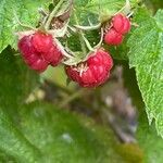 Rubus idaeus Плод