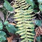 Dryopteris cycadina List