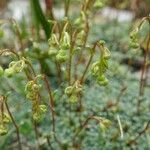 Saxifraga squarrosa Fruit