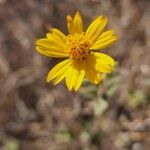 Aspilia mossambicensis Fiore