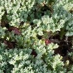 Juniperus squamata Habitus