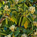 Arbutus xalapensis Flor