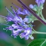 Caryopteris × clandonensis Çiçek