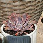 Echeveria shaviana برگ