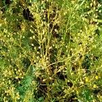 Camelina sativa Natur