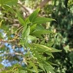 Fraxinus angustifoliaHostoa