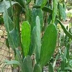 Opuntia cochenilliferaBark