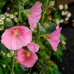 Alcea setosa Агульны выгляд