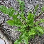 Taraxacum clemens Hoja