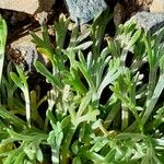 Artemisia genipi Leaf