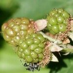 Rubus ulmifolius Fruit