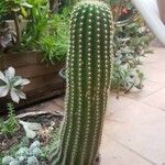 Echinopsis schickendantzii Hoja