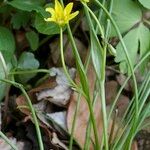 Gagea spathacea Habitus