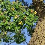 Ceiba insignis Hoja