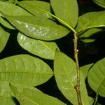 Peltostigma guatemalense Leaf