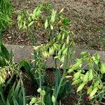 Ornithogalum viridiflorum