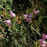 Satureja thymbra Λουλούδι
