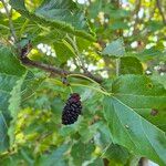 Morus nigra Fruit