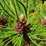 Pinus mugo Arall