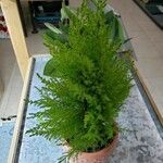 Hesperocyparis macrocarpa Plante entière