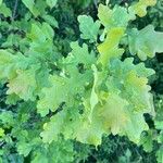 Quercus × rosacea Blad