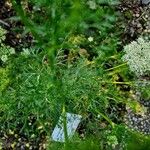 Visnaga daucoides 叶