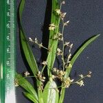 Oncidium integrilabre Іншае