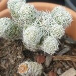 Mammillaria gracilis Hostoa