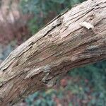 Buddleja alternifolia Bark