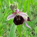 Ophrys fuciflora Квітка