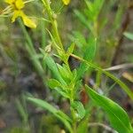 Lysimachia terrestris 葉